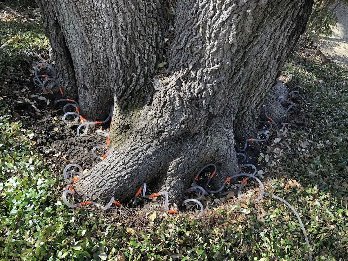 Detailed Tree Cabling and Bracing job site in Woodland Mills