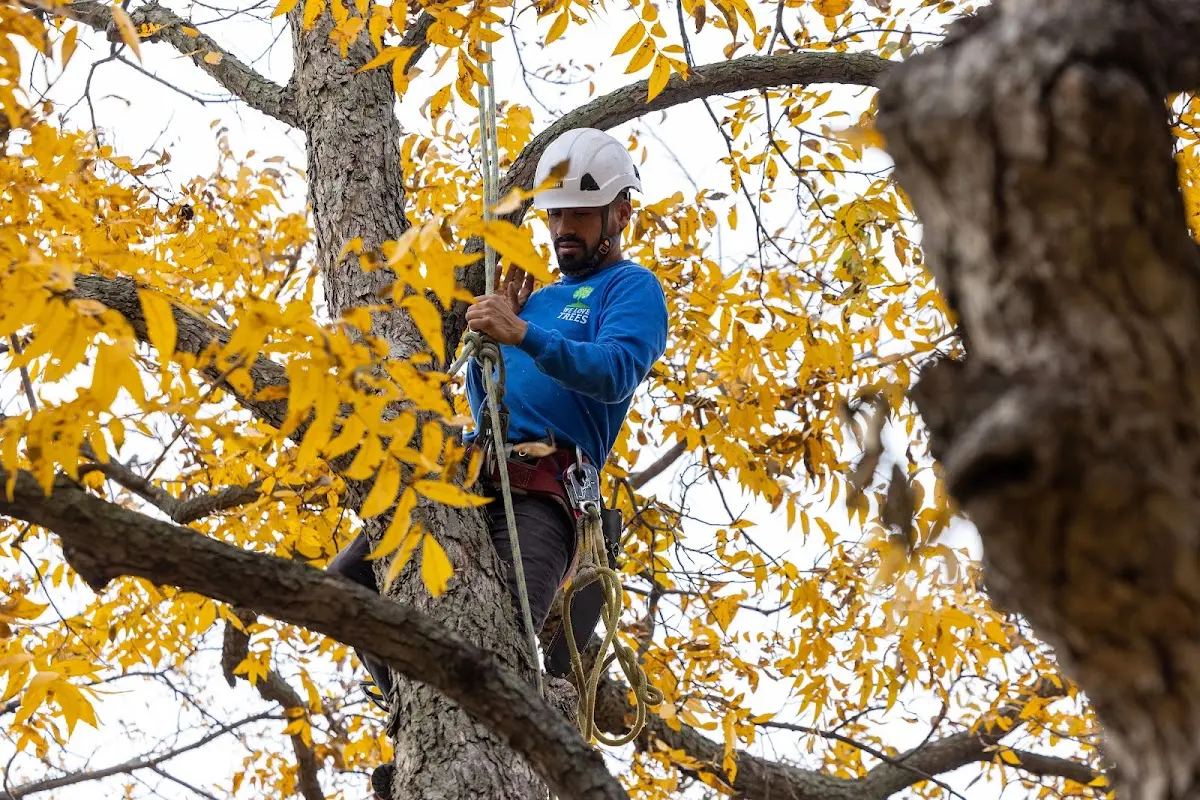 Skilled Tree Pruning crew working in Woodland Mills